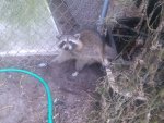 coon in trap.jpg