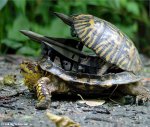 Turtle-With-a-Missile-In-His-Shell--29948.jpg