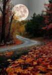 autumn leaves moon road.jpg