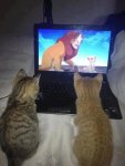 kittens lion king.jpg