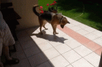 06-funny-gif-282-german-shepherd-vs-shadow.gif