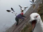 bird_attack11_Good_reasons_why_you_shouldnt_mess_with_nature-s480x360-37718-580.jpg