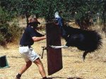 cassowary_attack_2_Good_reasons_why_you_shouldnt_mess_with_nature-s400x300-37721.jpg