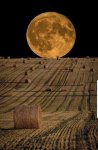 harvest moon rising.jpg