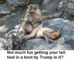 monkey tail tied in a knot-B.jpg