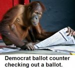 monkey-reading-ballot.jpg