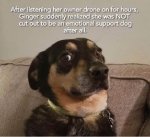 support dog.jpg