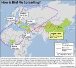birdflu_detail.jpg