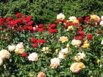 RoseGarden.jpg