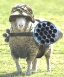 funny_sheep_picture_11.jpg