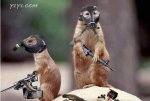 Funny-War-Animal-Squirrels-With-Guns-Picture.jpg