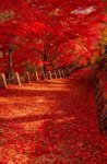beautiful path of red.jpg
