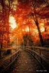 autumn path.jpg