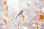 eastern bluebird in early snowstorm.jpg