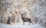 deer in the snow.jpg