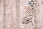 owl in winter.jpg