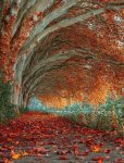 tree tunnel in Essen Germany.jpg