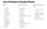 Chicken plants.JPG