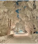 snow-covered tree path through the park.jpg