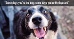 funny-dog-quotes.jpg