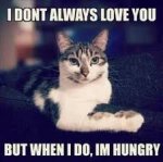 hungrycat.jpg