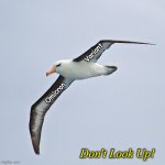 albatross-variant.jpg