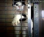 caged_cat.jpg