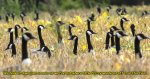 Canadian-geese-field.jpg