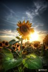 sunflower sunrise.jpg