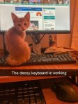 cat keyboard.jpg