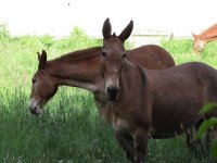 mules grazing 2.JPG