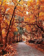 autumn path through the woods.jpg