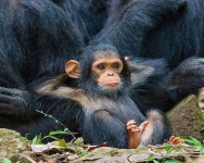chimp4.png