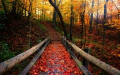 autumn leaves path through the woods.jpg