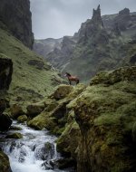 wild horse in iceland.jpeg