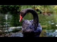 black swan.jpg