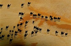 camel shadows.jpg