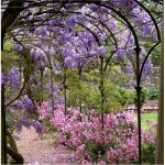 wisteria spring bloom.jpg