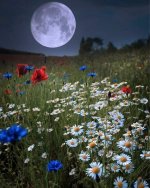 flowers under the moonlight.jpeg