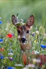 deer among the wildflowers.png