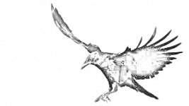 bird2.jpg bird2.jpg