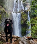 dog & waterfall.jpeg