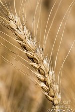 wheat-head-rt-phillips.jpg