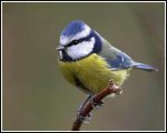 Blue tit.jpg