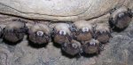 bats.jpg