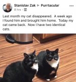 identical cats.jpeg