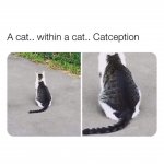 catception.jpg