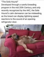 the sofa hound.jpeg