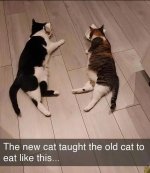 new cat taught the old cat.jpeg