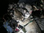 Kings dogs mosh pit sm.jpg